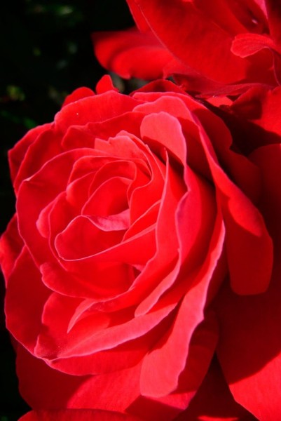 rose1